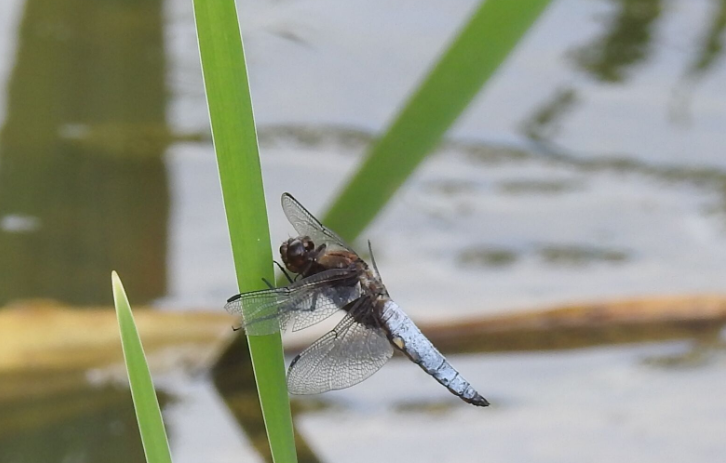 Broad-bodied chaser at Broomhill Flash nature reserve