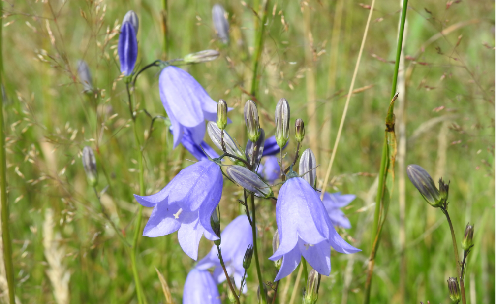 Harebell