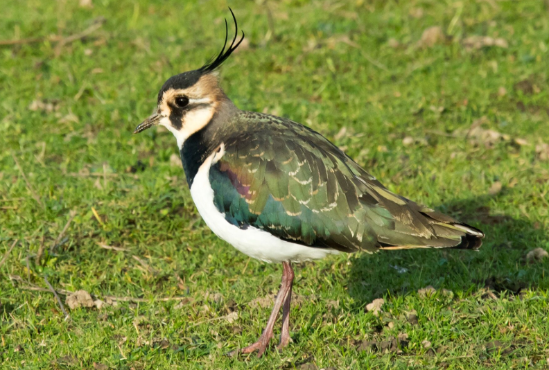 Lapwing